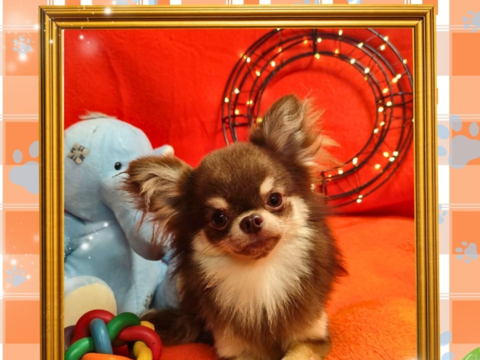 Chiot chihuahua m&acirc;le poils longs 800 18140 Pr�cy