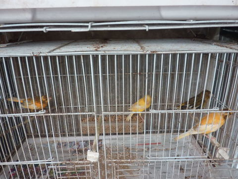 CANARIES DE L ANNEE 20 64990 Saint-pierre-d'irube