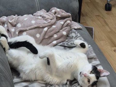 Cookie, 2 ans et demi, cherche de bons adoptants 195 92400 Courbevoie