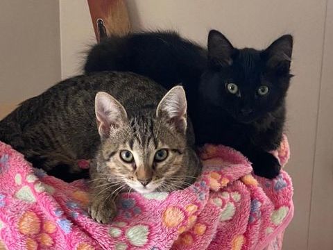 AMADEO ET AMARETTO 330 92400 Courbevoie