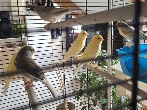 Canaries plusieurs couleurs 0 77430 Champagne-sur-seine