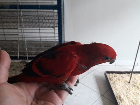  Lori &eacute;carlate femelle Bagu&eacute; 25 - Lori a front rouge m&acirc;le 400 24110 Saint-l�on-sur-l'isle