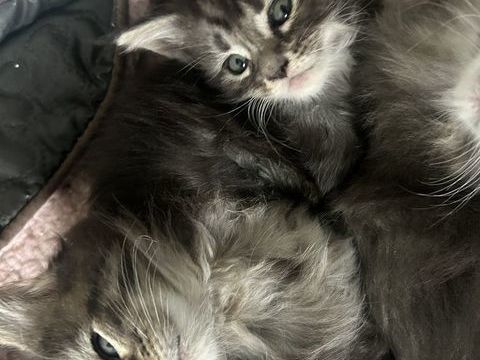 Chatons Maine coon 850 59140 Dunkerque