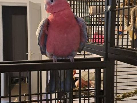 Cacato&egrave;s Rosalbin 1300 40000 Mont-de-marsan