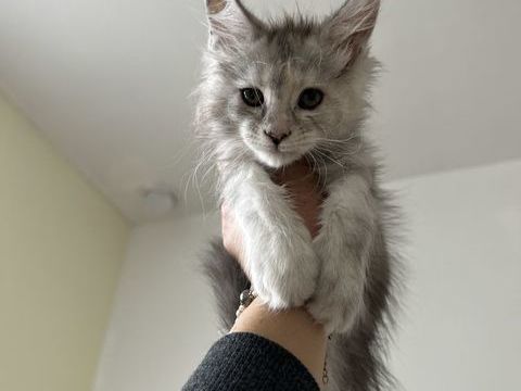 Chaton femelle silver 850 33000 Bordeaux