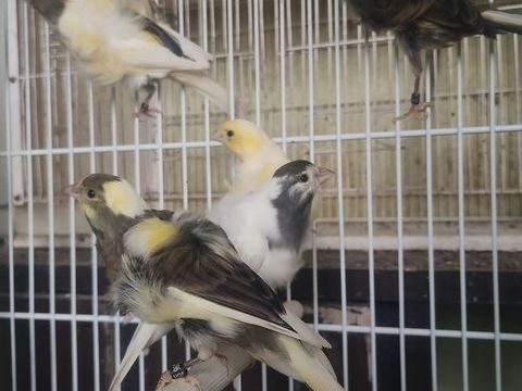 Canaris 50 33500 Libourne