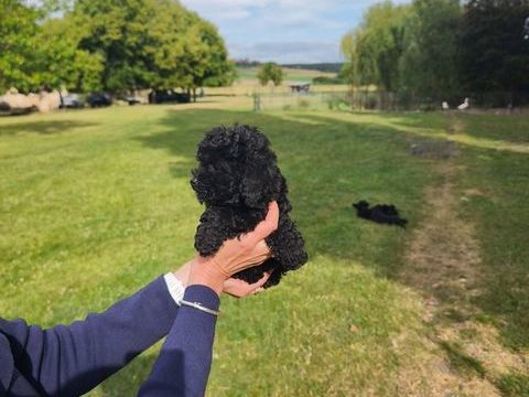  2 Superbes chiots caniche toy et petit nain noir lof 1500 63340 Antoingt