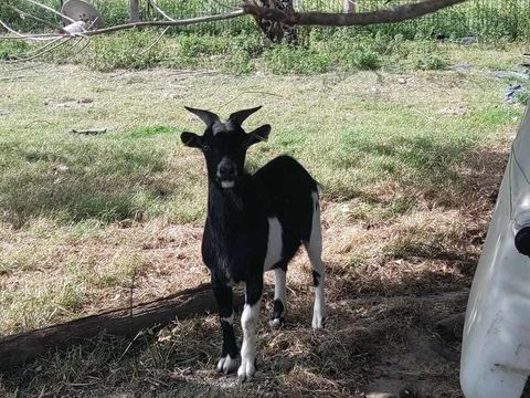 ALZAGAR, gentil bouc nain à adopter via l'association UMA 50 44170 Abbaretz