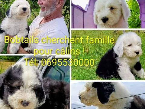 Bouilles d'amour de Bob cherchent famille pour calins ! 1500 35320 Saulnières
