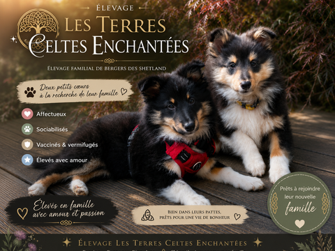 Berger Des Shetlands 1700 56480 Cléguérec