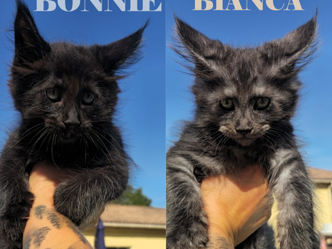 Chatons Maine Coon LOOF Black Smoke et Black Solid 1500 33000 Bordeaux