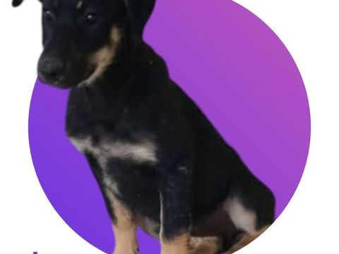 Lou 300 28000 Chartres