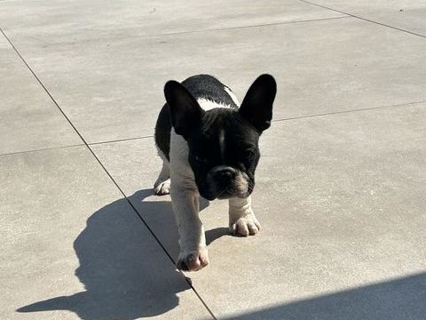 Chiots Bouledogue Fran&ccedil;ais 1000 22600 Saint-caradec