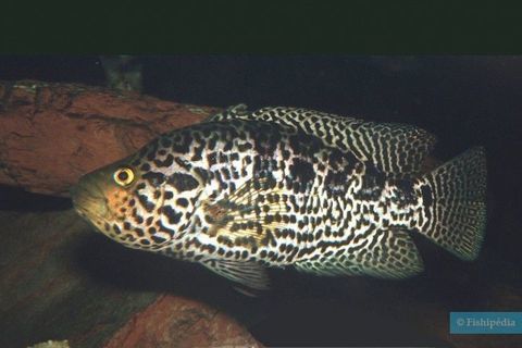 parachromis managuense 30 60320 Saint-sauveur