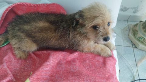 Bichon croisé spitz 250 97190 Le gosier