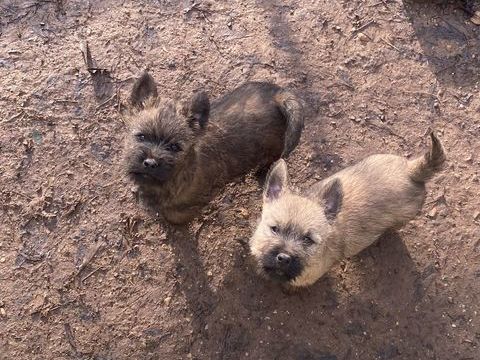 Chiot Cairn Terrier 1000 30000 N�mes