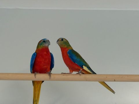 Turquoisine  2025 50 35133 Romagn�