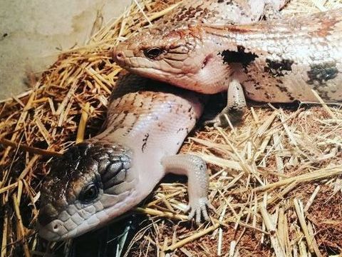couple de scinques tiliqua irian jaya 1 38110 La tour-du-pin