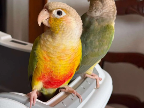 Perroquet conure 450 93160 Noisy-le-grand