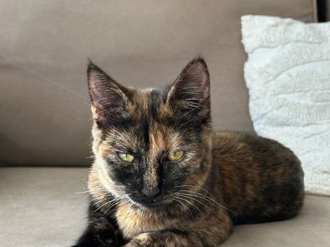 VAÏANA 210 92400 Courbevoie