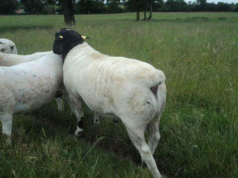 Moutons Dorper 400 49600 Gest
