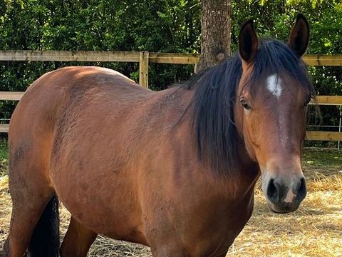 KIZZ POULICHE DE 37 mois 5500 84350 Courthézon
