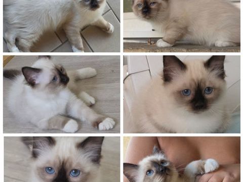 chaton secr&eacute; de birmanie LOOF 950 69380 Chessy