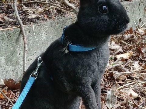 Lapin nain rex 45 62113 Sailly-labourse