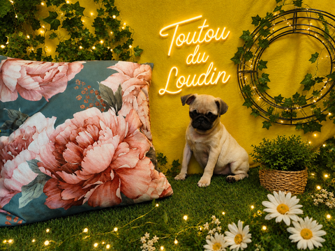 Chiot Carlin Femelle 900 18140 Précy