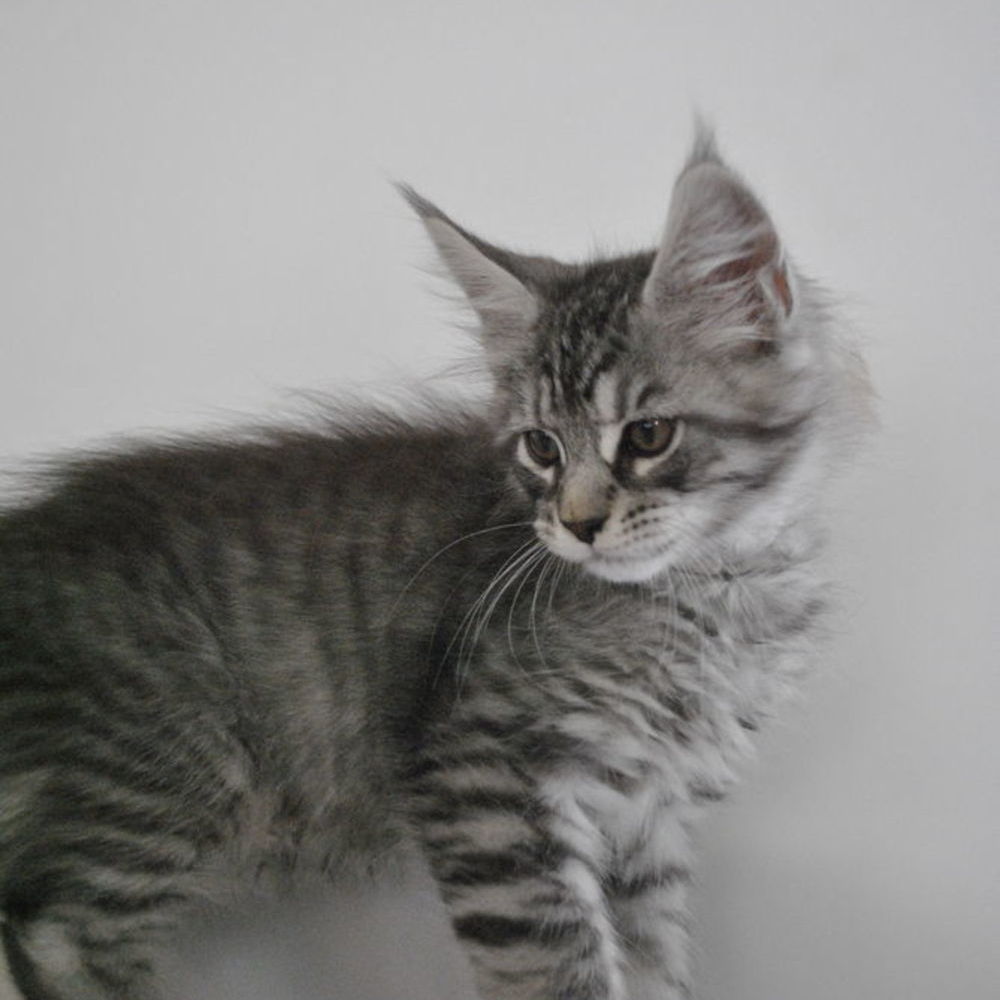   Chaton mainecoon non LOOF 