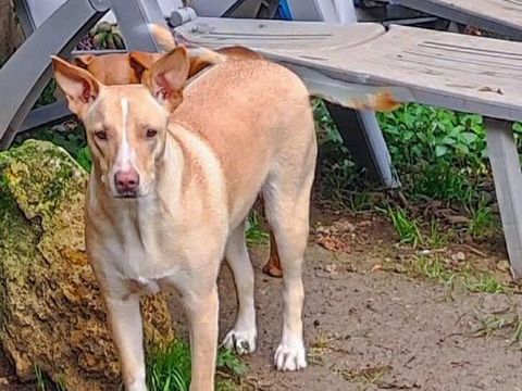 Gribouille, femelle crois&eacute;e berger, n&eacute;e le 25/10/2024 380 50000 Baudre