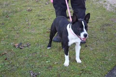 Chien RAFALE &agrave; l adoption 210 47160 Caubeyres