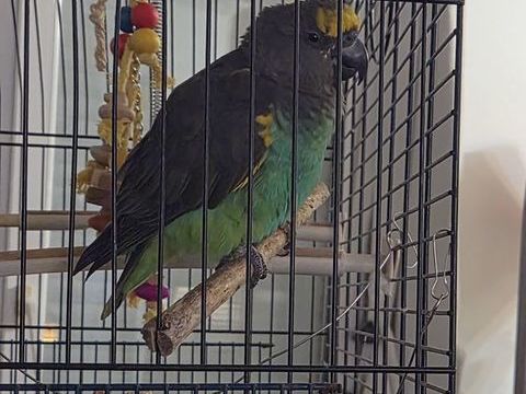 Perroquet de Meyer 280 31470 Fontenilles