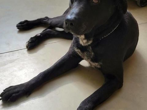 Chien CHARLY &agrave; l adoption 100 26160 La b�tie-rolland