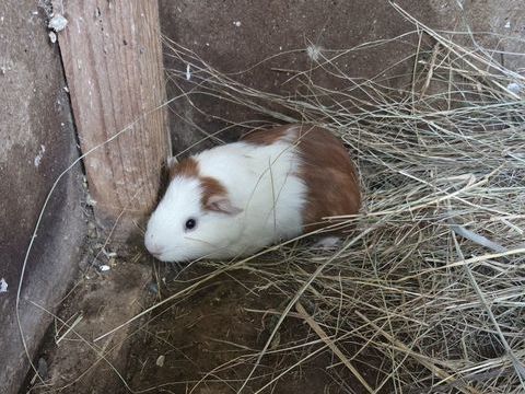 Cochon d'inde - Cobaye 10 17150 Mirambeau