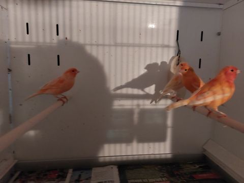 Canaris de couleur 30 77670 Vernou-la-celle-sur-seine