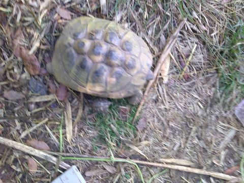 Tortue femelle 100 30100 Al�s