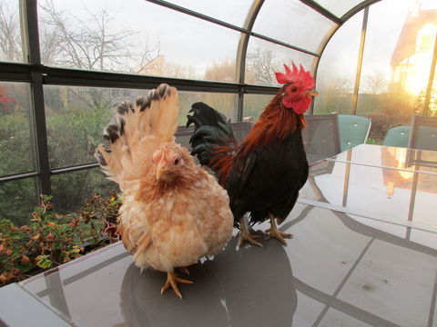 poules serama 50 21310 B�ze