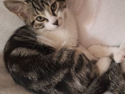 Donne chaton femelle de 3 mois 0 93470 Coubron