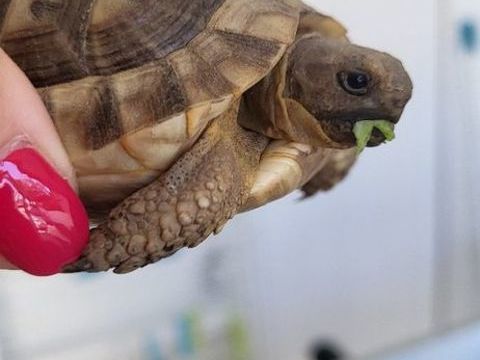 Tortues Grecque 50 13300 Salon-de-provence