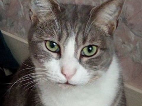 POMPE CHAT GRIS & BLANC 6 ANS 195 92260 Fontenay-aux-roses
