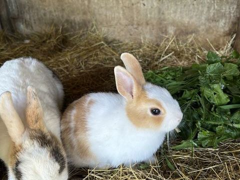 Lapins, Lapins nains et cochons d'Inde 0 87140 Saint-symphorien-sur-couze