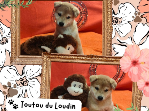 Chiot shiba inu m&acirc;le 700 18140 Pr�cy