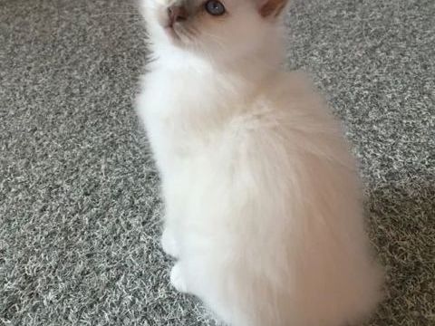 Superbes chatons sacr&eacute; de Birmanie 500 12300 Livinhac-le-haut