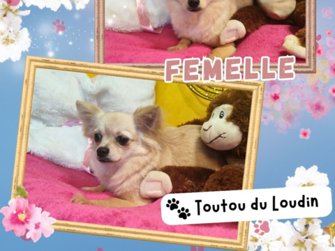 Chiot chihuahua femelle poils longs 600 18140 Pr�cy
