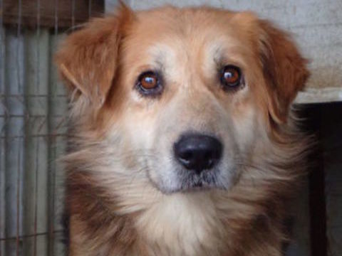 Kraft &agrave; l'adoption 200 01000 Bourg-en-bresse