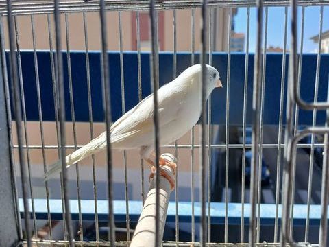 Canaris 35 26100 Romans-sur-is�re