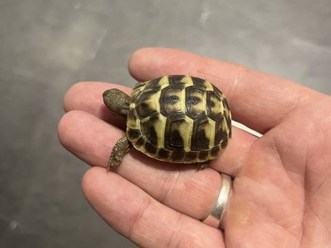 Tortue 60 95400 Villiers-le-bel