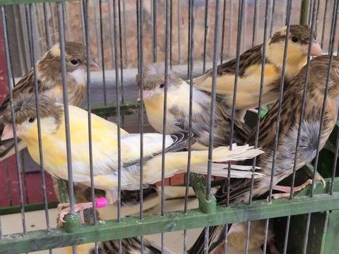 Couples de canari 55 34570 Pignan