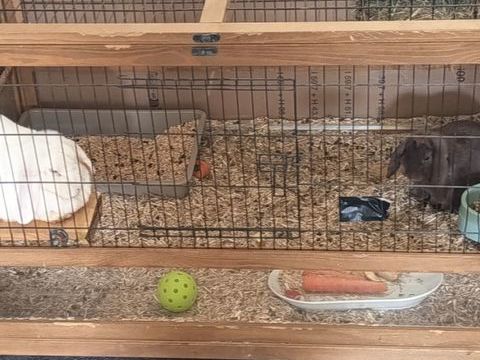 Grande cage et deux lapines b&eacute;lier 120 29260 Lesneven